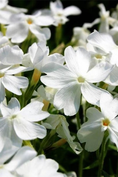 Флокс шилоподібний ‘Вайт Делайт’|Phlox subulata ‘White Delight’|Флокс шиловидный ‘Вайт Делайт’